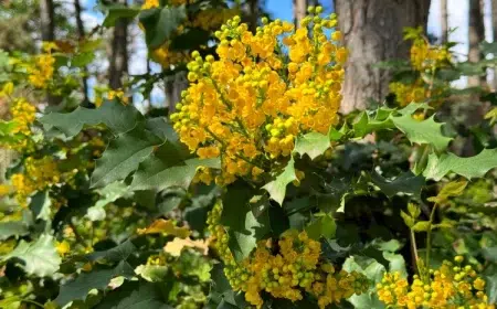 arbustes à feuillage persistant à planter en août