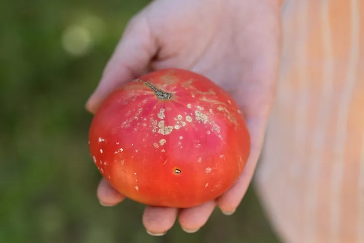 chancre bactérien sur la tomate