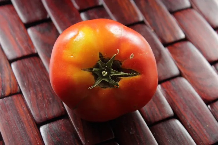 collet vert jaune sur la tomate