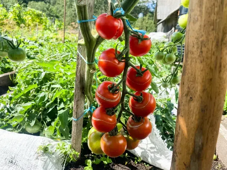 comment prévenir l'éclatement des tomates en été