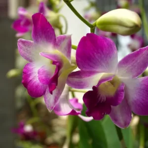 comment rempoter une orchidée dendrobium