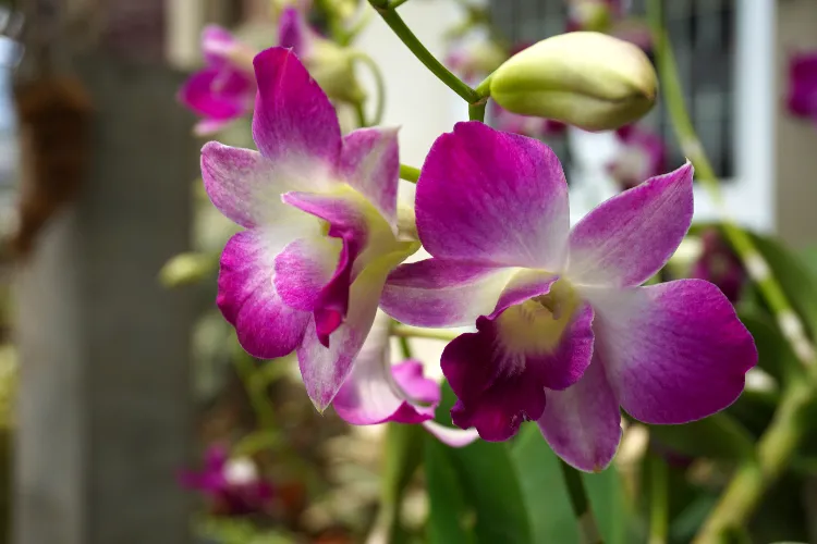 comment rempoter une orchidée dendrobium