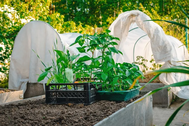 des plantes de tomates et de poivrons cultivées dans un abri