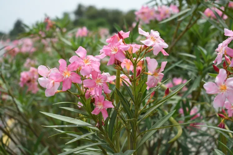 laurier rose (nerium oleander)