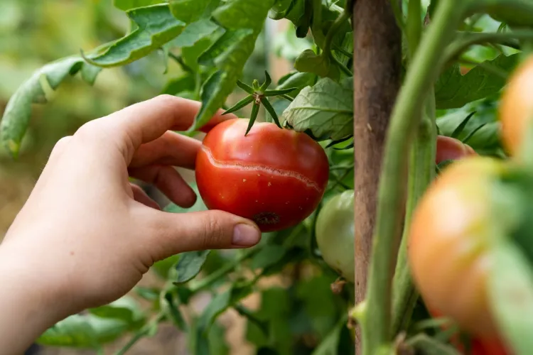 l'éclatement des tomates est généralement sans risque