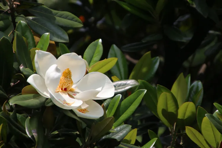 magnolia grandiflora bord de mer