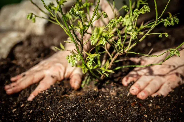 où planter un pied de myrtille