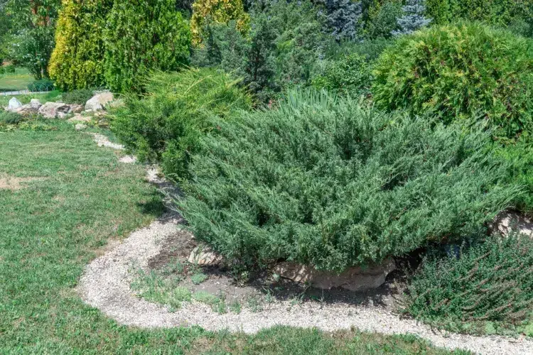 quel arbuste planter en août miser sur les conifères