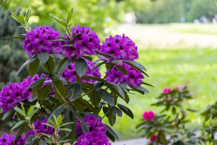 arbuste à fleurs violettes et feuilles persistantes