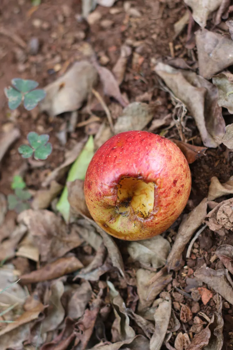 attention aux fruits pourris 2024