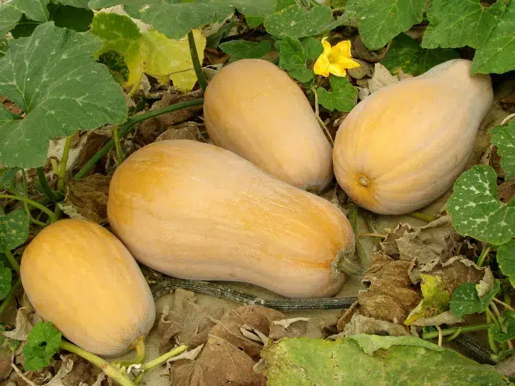 booster les courges