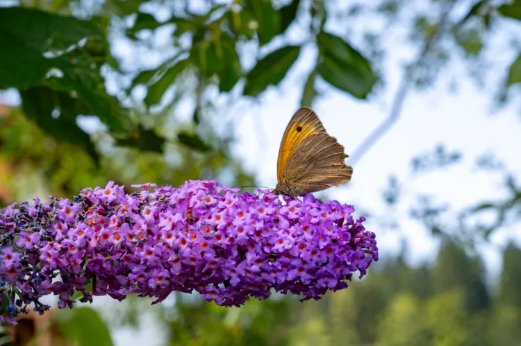 buddléia arbuste préféré des papillons