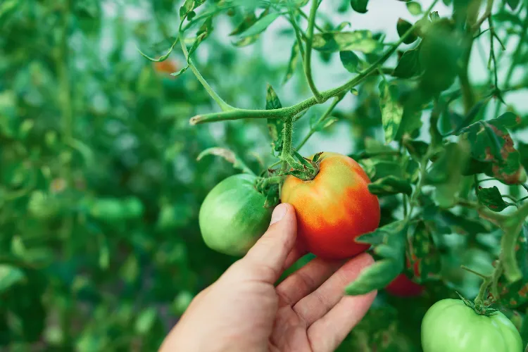 collet vert sur les tomates le pourquoi du comment