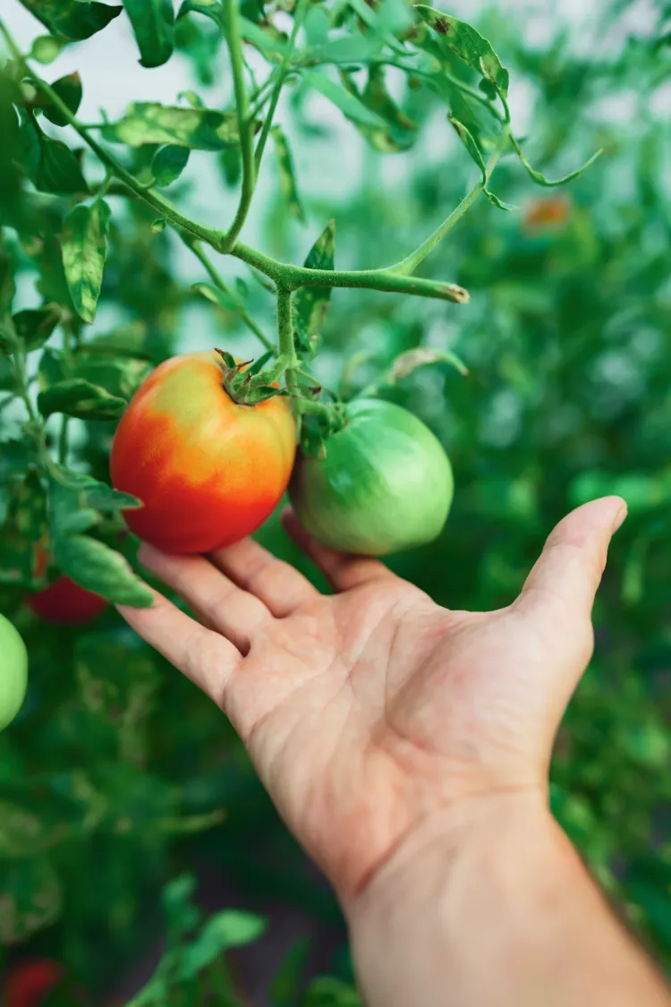 collet vert sur les tomates