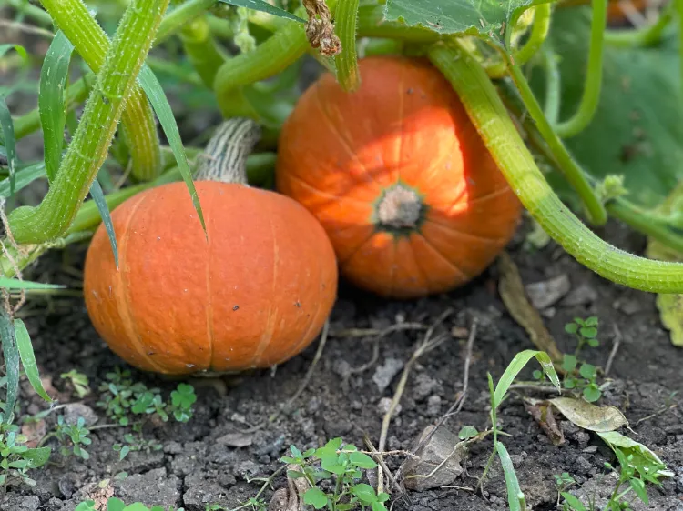 comment booster les courges 2024