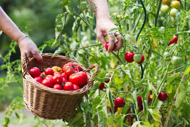 comment ceuillir les tomates pour augmenter sa récolte 