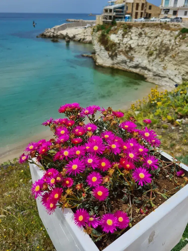 comment cultiver le pourpier vivace en jardinière sur la terrasse et le balcon