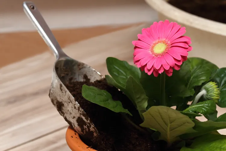 comment faire fleurir un gerbera 2024