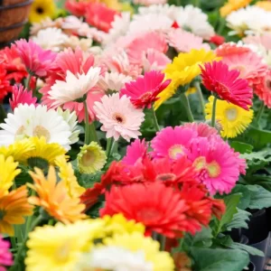 comment faire fleurir un gerbera