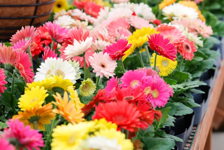 comment faire fleurir un gerbera