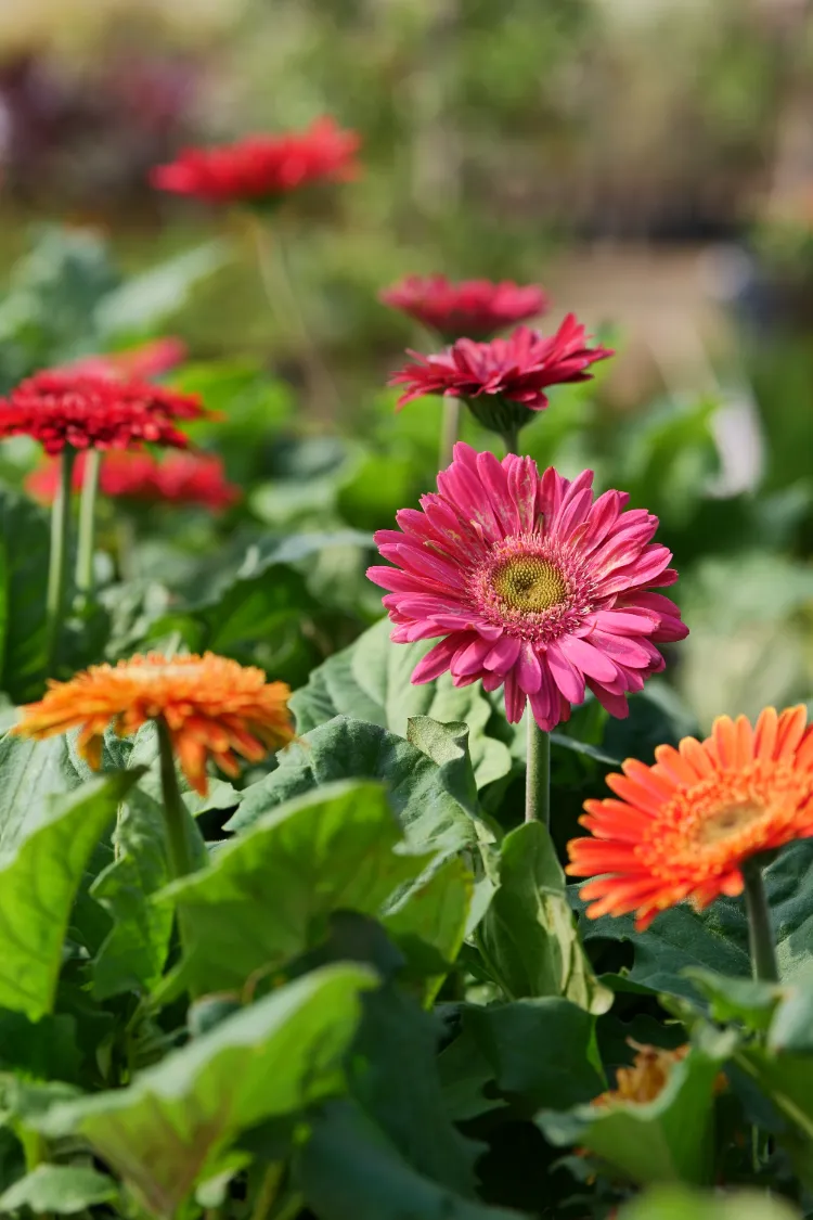 comment planter un gerbera au jardin