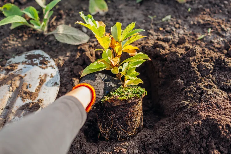 comment planter un magnolia