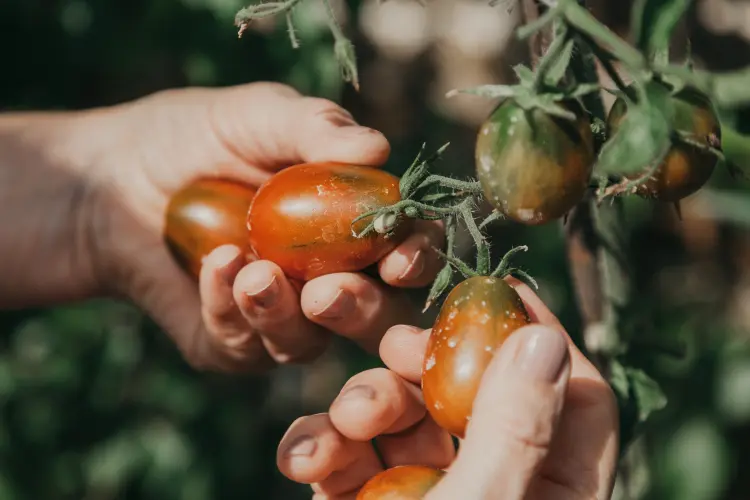 Comment prolonger sa récolte de tomates jusqu'en septembre en 6 astuces 