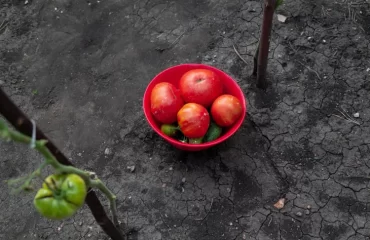 comment prolonger sa récolte de tomates jusqu'en septembre glebchik shutterstock