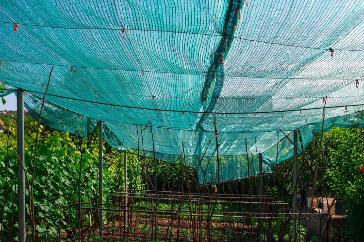 comment protéger les tomates du froid 