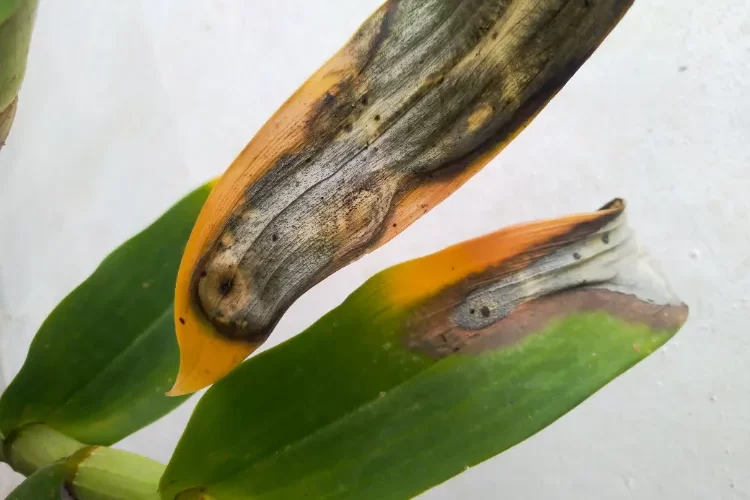 comment sauver une plante brûlée par le soleil