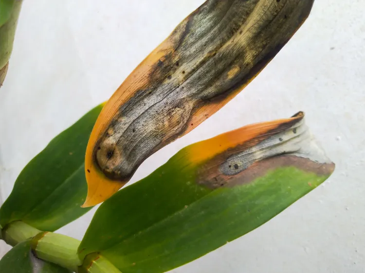 comment sauver une plante brûlée par le soleil