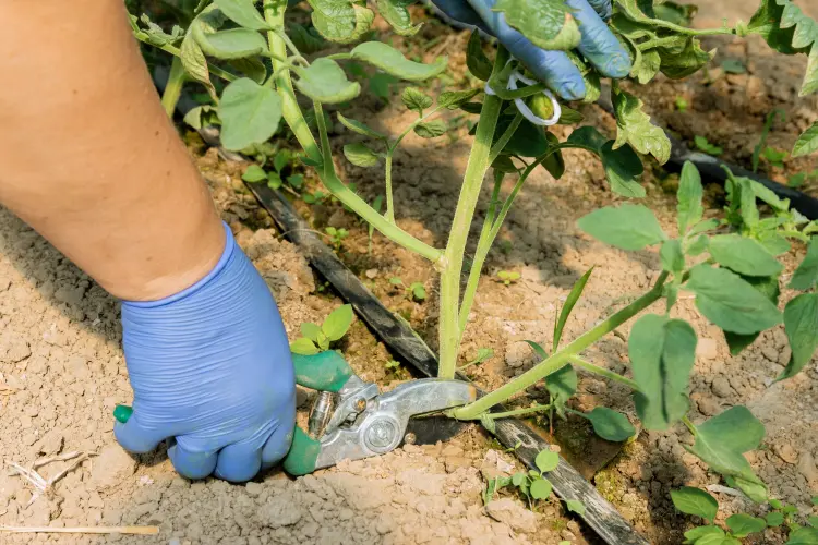 comment tailler les racines des tomates 