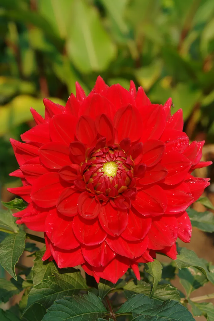 dahlia barbarossa 2024