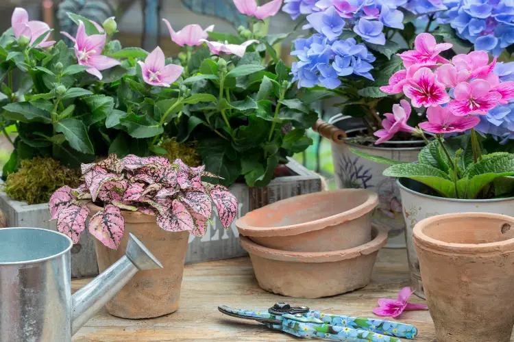 dans quel pot planter un platycodon 