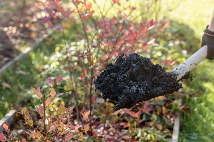 du fumier au jardin en automne