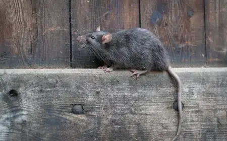 empêcher les rats de monter aux murs