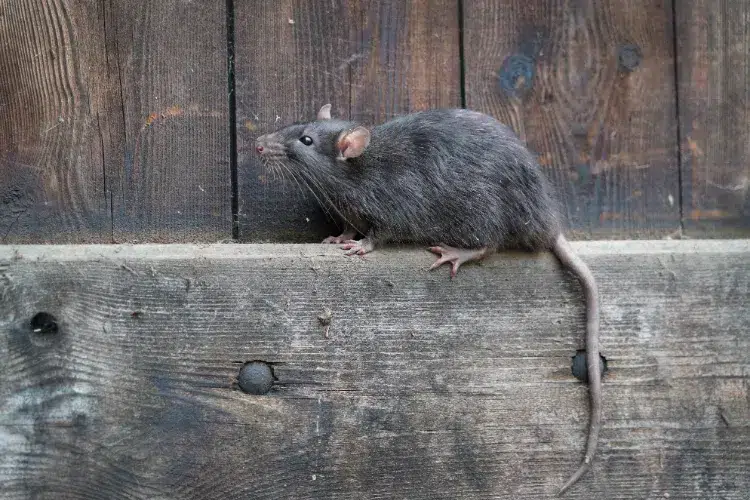 empêcher les rats de monter aux murs