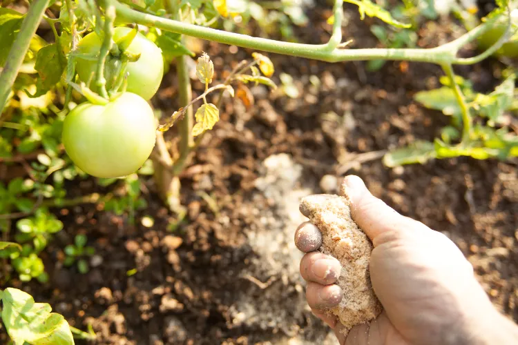 engrais pour les tomates