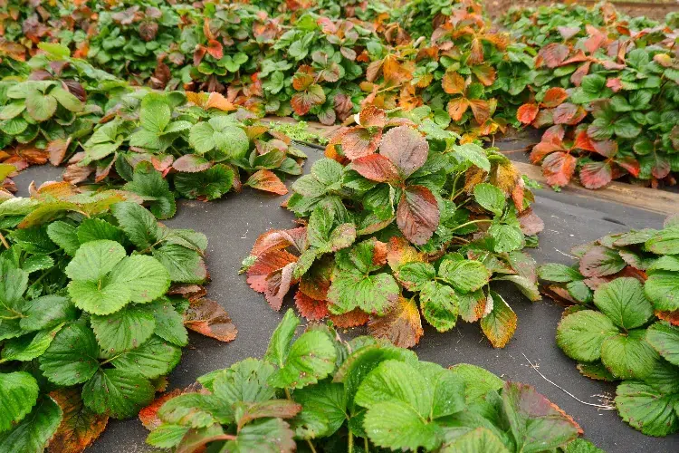 entretenir le fraisier en automne