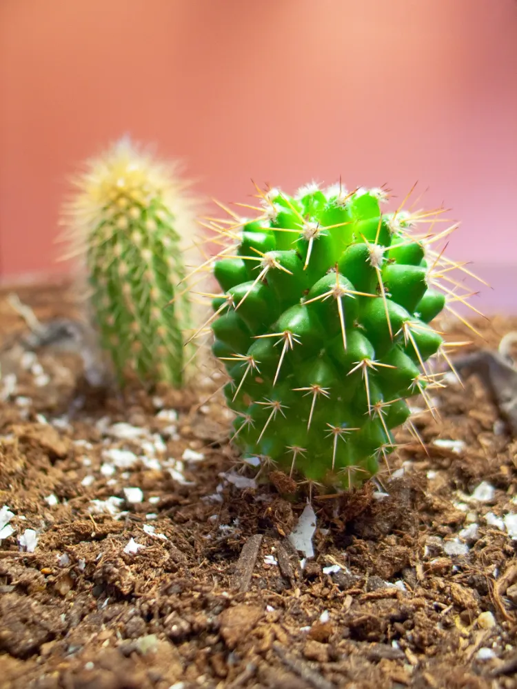 entretien cactus en pleine terre