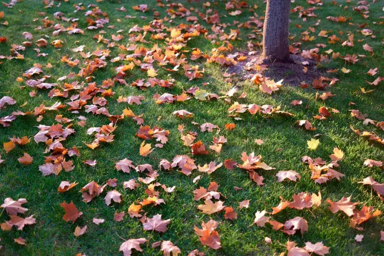 faut il laisser les feuilles mortes sur place dans le jardin