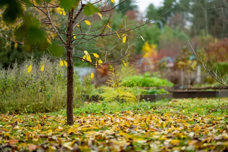 faut il laisser les feuilles mortes sur place sur les parterres et le gazon ?