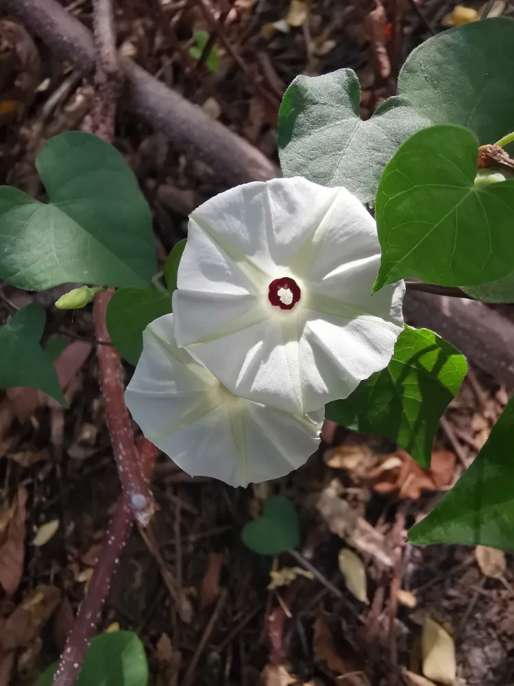 fleurs de lune dans jardin lunaire