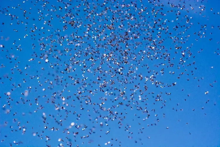 fourmis volantes en nombre dans le ciel