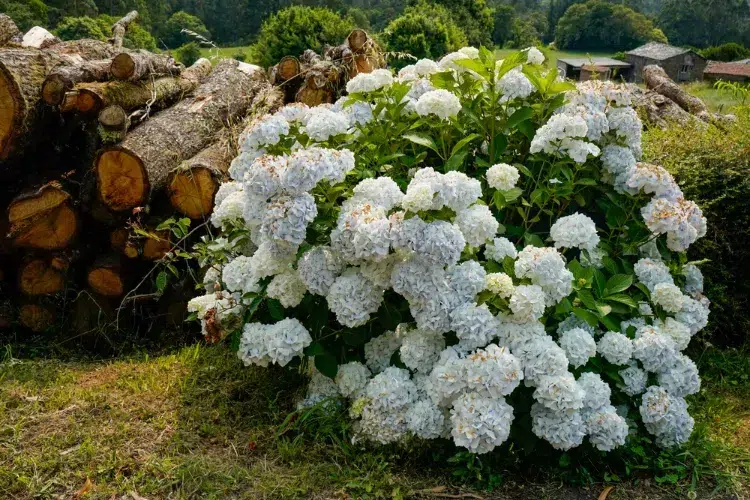 hortensia avec une floraison abondante de couleur blanc