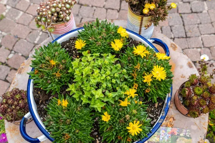 jardinière d'automne composée de pourpier vivace jaune et autres succulentes