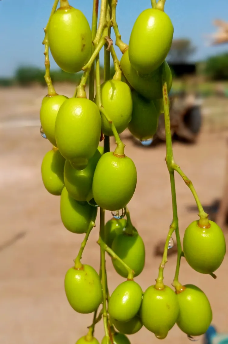 le margousier comme alternative aux pesticides