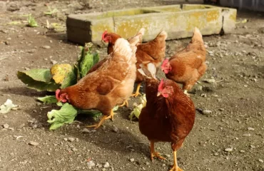 légumes pour les poules