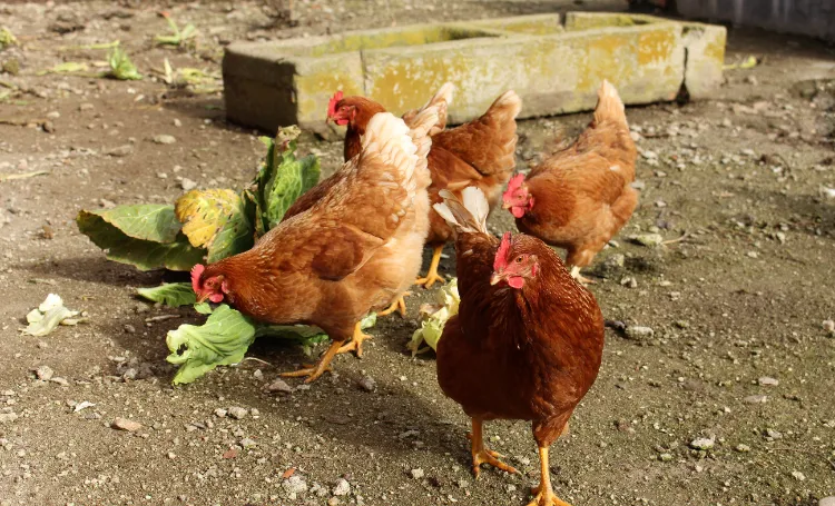 légumes pour les poules