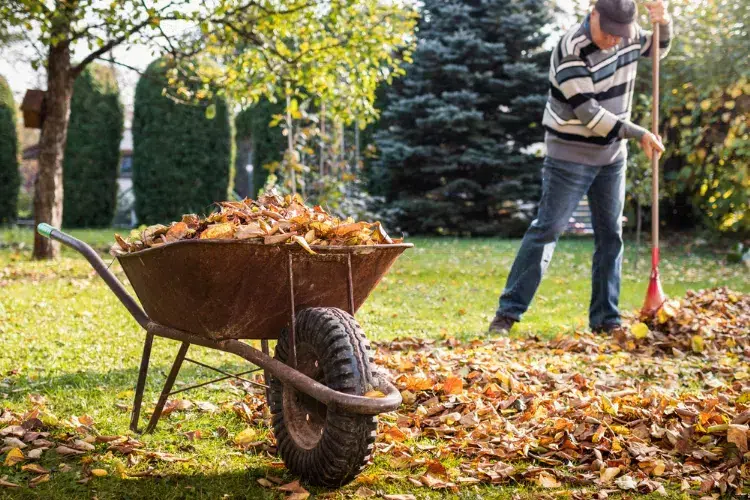 ne pas laisser de grands amas de feuilles tombées sur le gazon